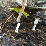 Leucocoprinus cepistipes image