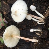 Leucocoprinus cepistipes image