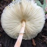 Leucocoprinus cepistipes image