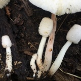 Leucocoprinus cepistipes image