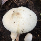 Leucocoprinus cepistipes image
