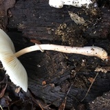 Leucocoprinus cepistipes image