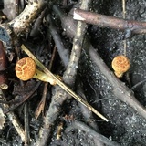 Inocybe unicolor image