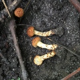 Inocybe unicolor image