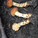 Inocybe unicolor image