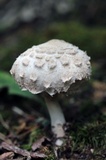 Chlorophyllum rachodes image