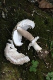 Chlorophyllum rachodes image