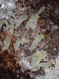 Gloeomucro chlorinus image