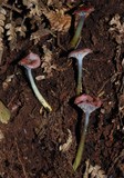 Gliophorus lilacipes image