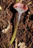 Gliophorus lilacipes image