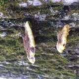 Phellinus gilvus image
