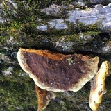 Phellinus gilvus image