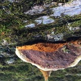 Phellinus gilvus image