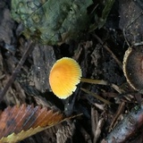 Mycena crocea image