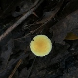 Mycena crocea image
