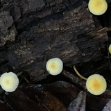 Mycena crocea image