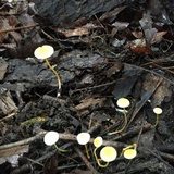 Mycena crocea image