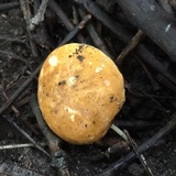 Gyroporus castaneus image