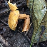 Gyroporus castaneus image