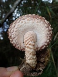 Lentinula aciculospora image