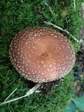 Lentinula aciculospora image