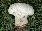 Calvatia craniiformis image