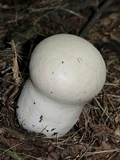 Calvatia craniiformis image