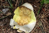 Calvatia craniiformis image