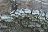 Trichaptum abietinum image
