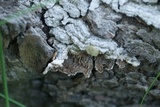 Trichaptum abietinum image