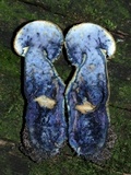 Gyroporus cyanescens image