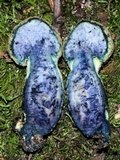 Gyroporus cyanescens image