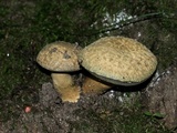 Gyroporus cyanescens image