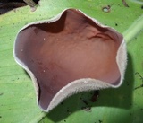 Auricularia nigricans image