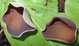 Auricularia nigricans image