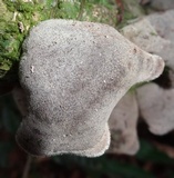Auricularia nigricans image