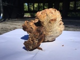 Gloiodon occidentalis image