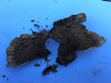Gloiodon occidentalis image