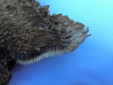 Gloiodon occidentalis image