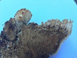 Gloiodon occidentalis image