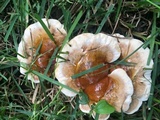 Ganoderma sessile image