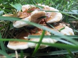 Ganoderma sessile image