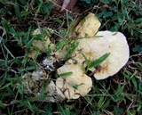 Trametes gibbosa image