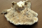 Trametes gibbosa image