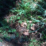 Gymnopus villosipes image