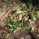Gymnopus villosipes image