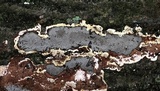Biscogniauxia atropunctata image