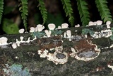 Biscogniauxia atropunctata image