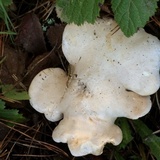 Clitopilus prunulus image
