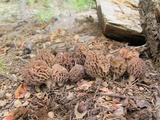 Morchella snyderi image